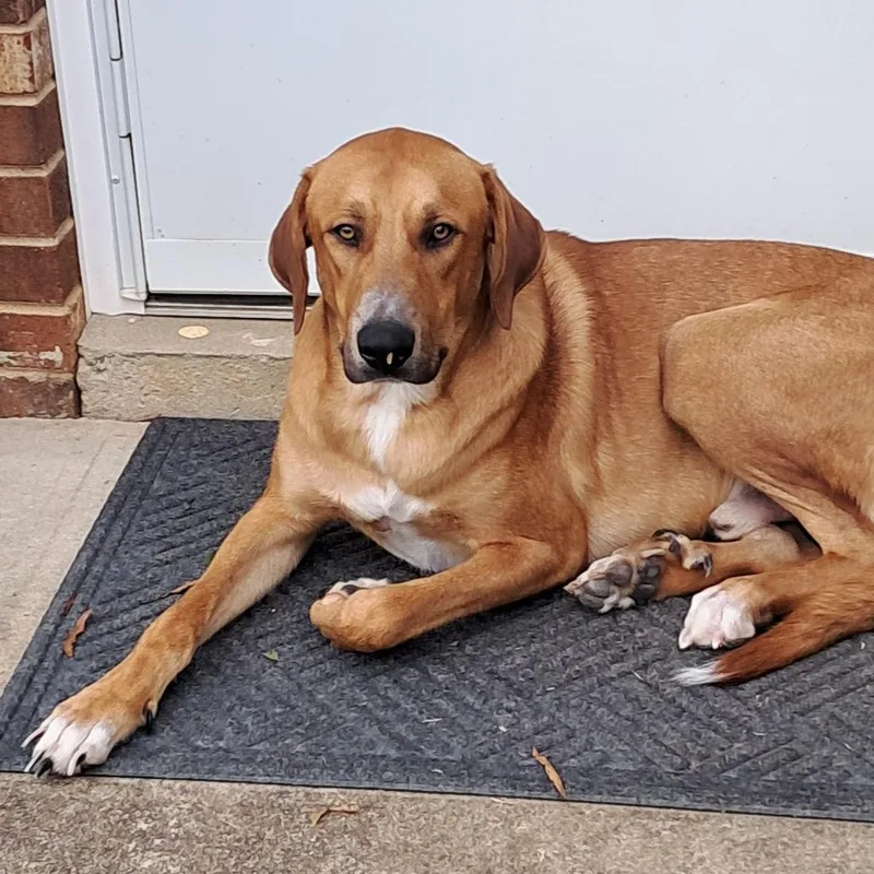 An adult large-sized male Brown / Chocolate Hound dog named Eggbert for adoption in Greensboro, NC