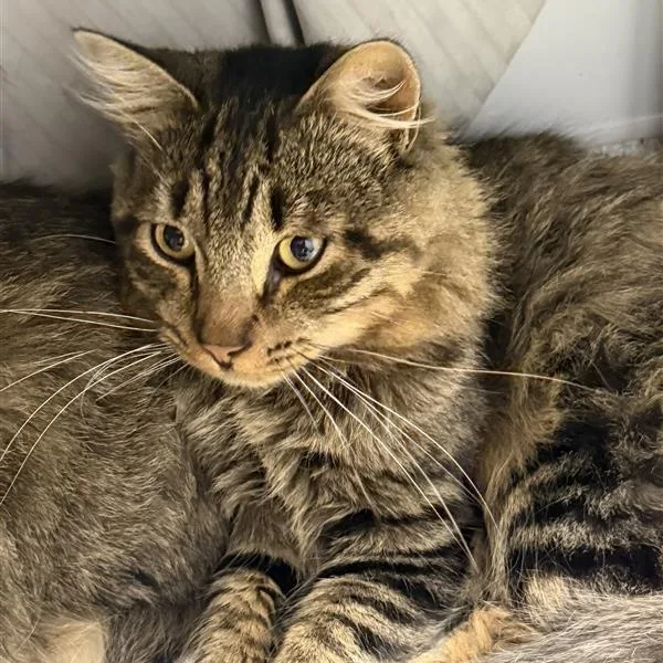 A young medium-sized male Domestic Long Hair cat named Jace for adoption in Cooperstown, NY