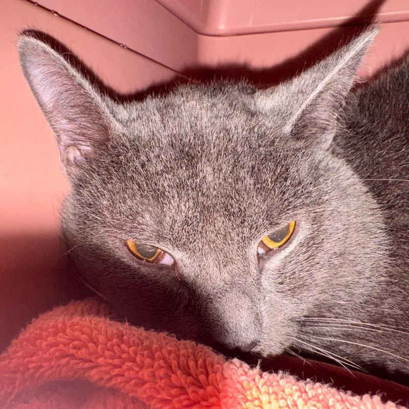 An adult large-sized male Gray / Blue / Silver Domestic Short Hair cat named Bubs for adoption in Lynchburg, VA