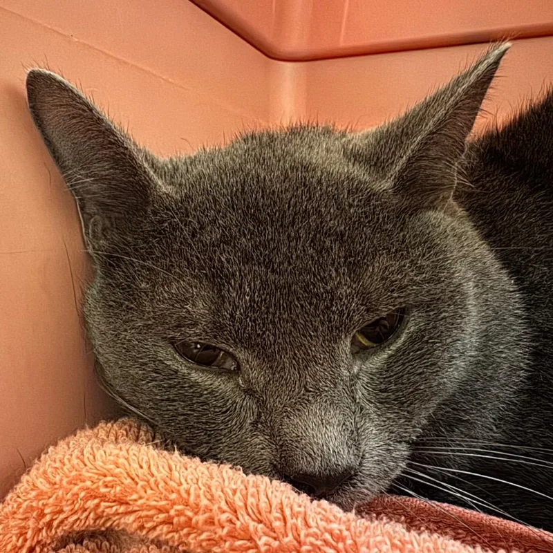 Bubs thumbnail 2