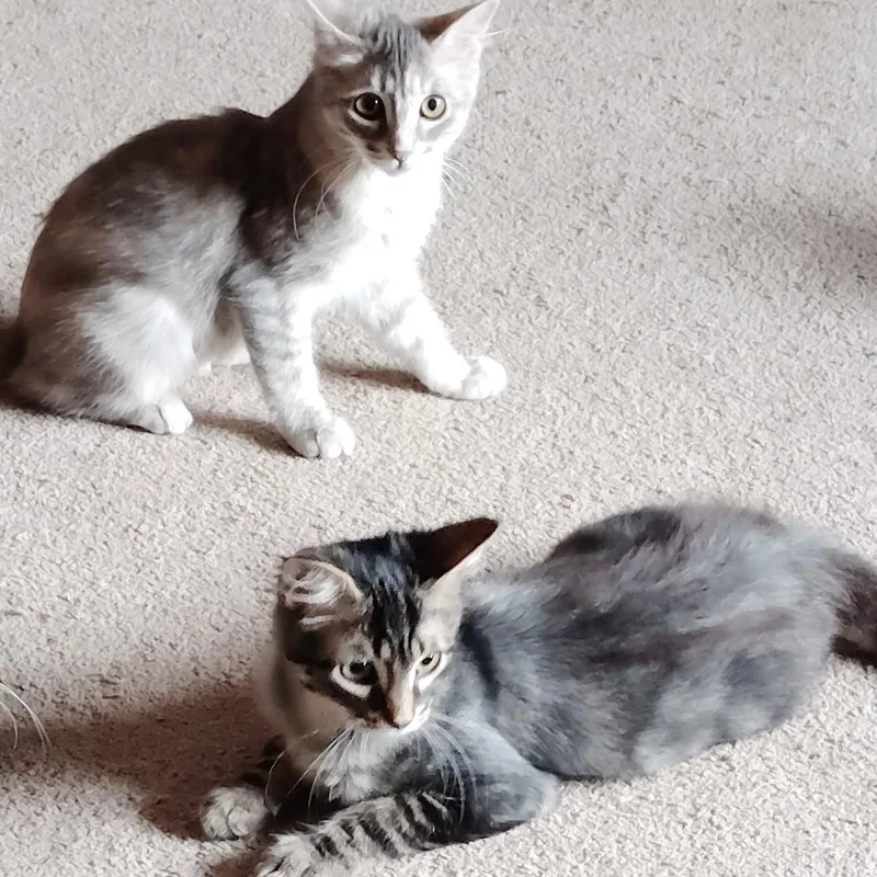 A baby medium-sized female Dilute Tortoiseshell Domestic Short Hair cat named Little Marci bonded with for adoption in Silverton, OR