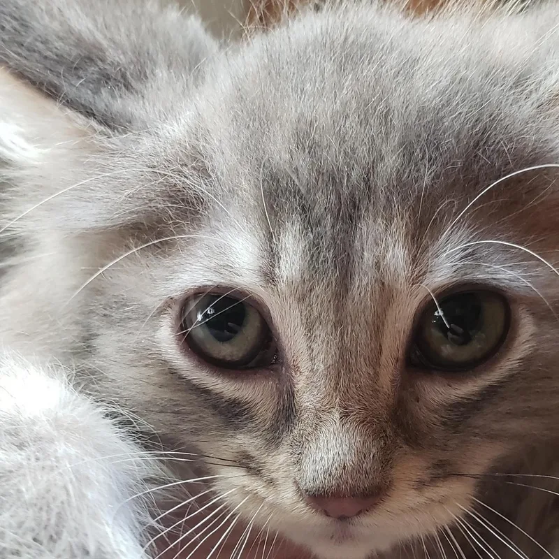 Little Marci bonded with thumbnail 3