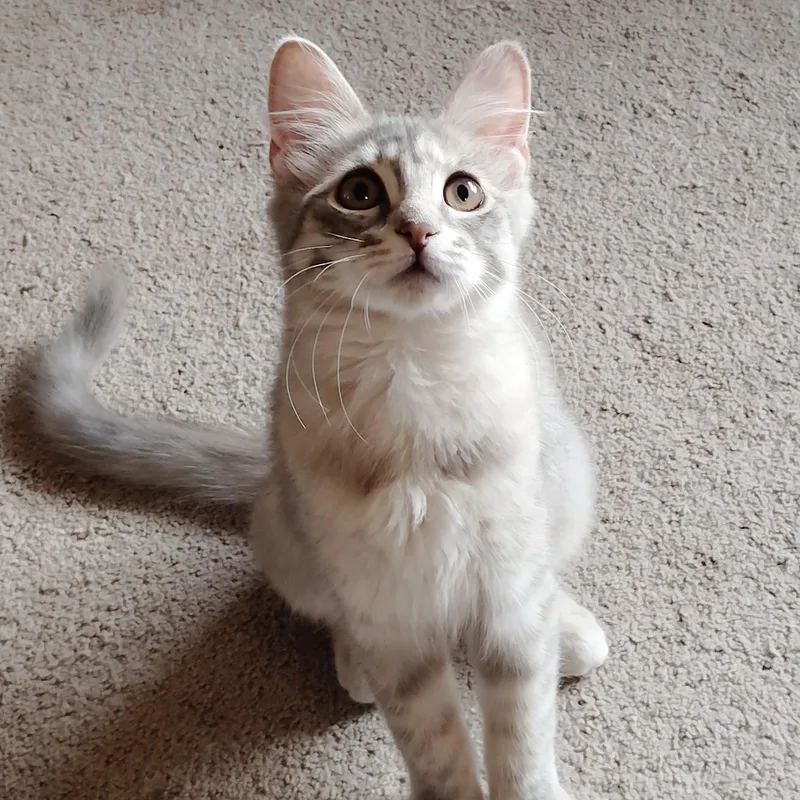 Little Marci bonded with thumbnail 4