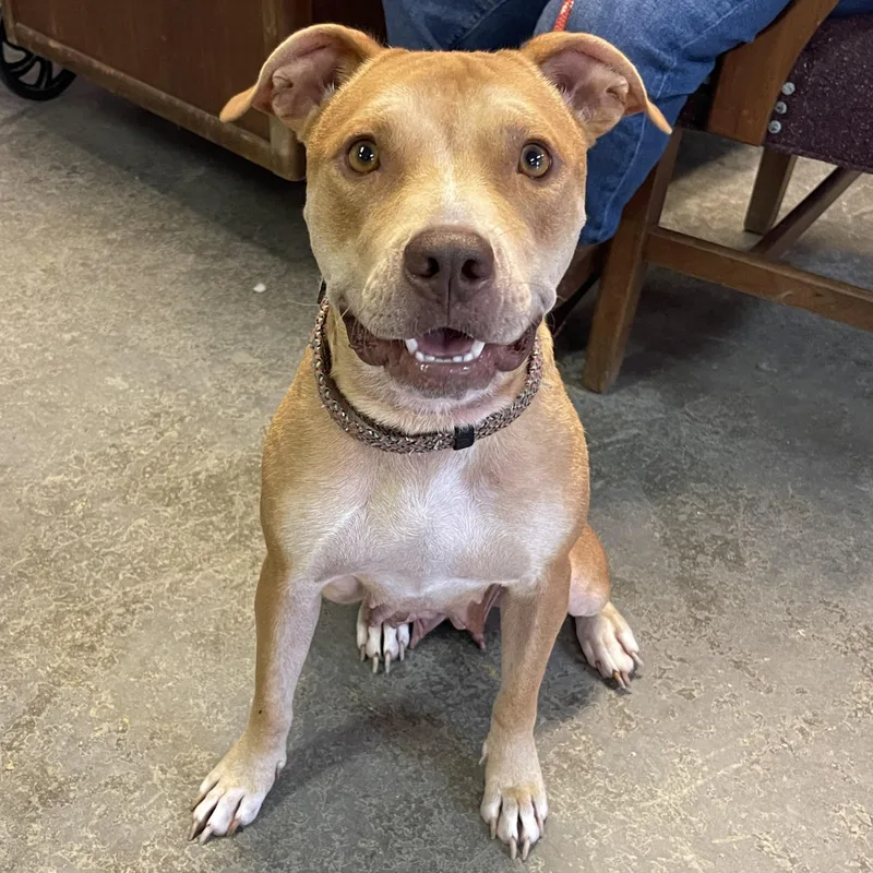 ~ Courtesy ~ Ginger thumbnail 2