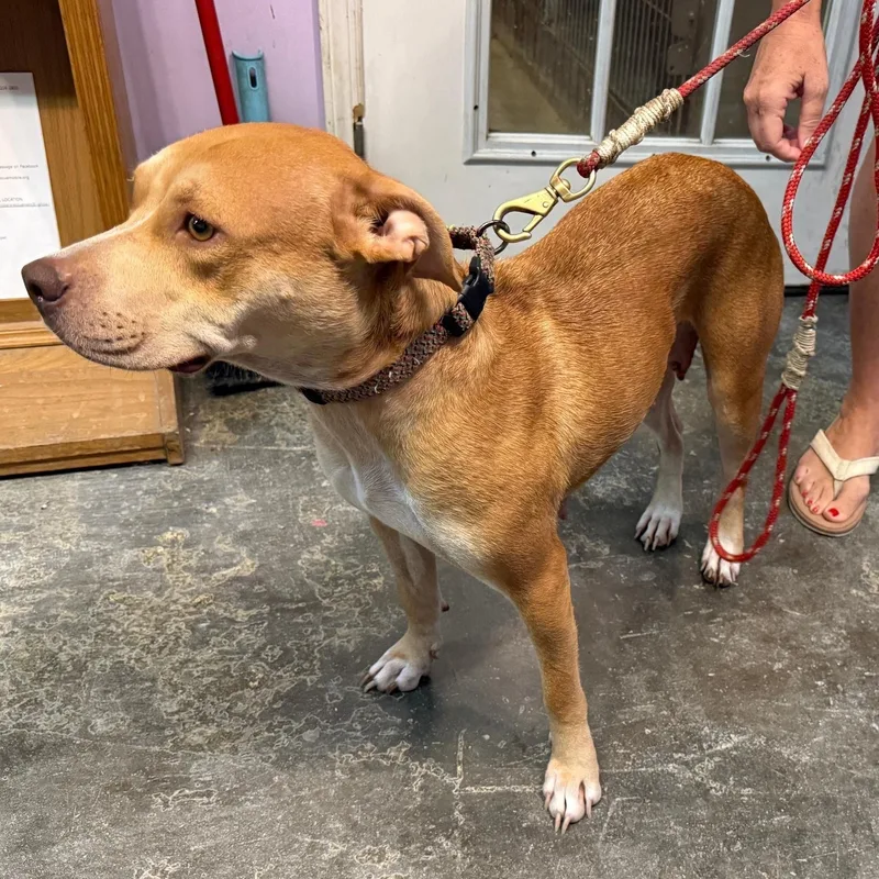 ~ Courtesy ~ Ginger thumbnail 3