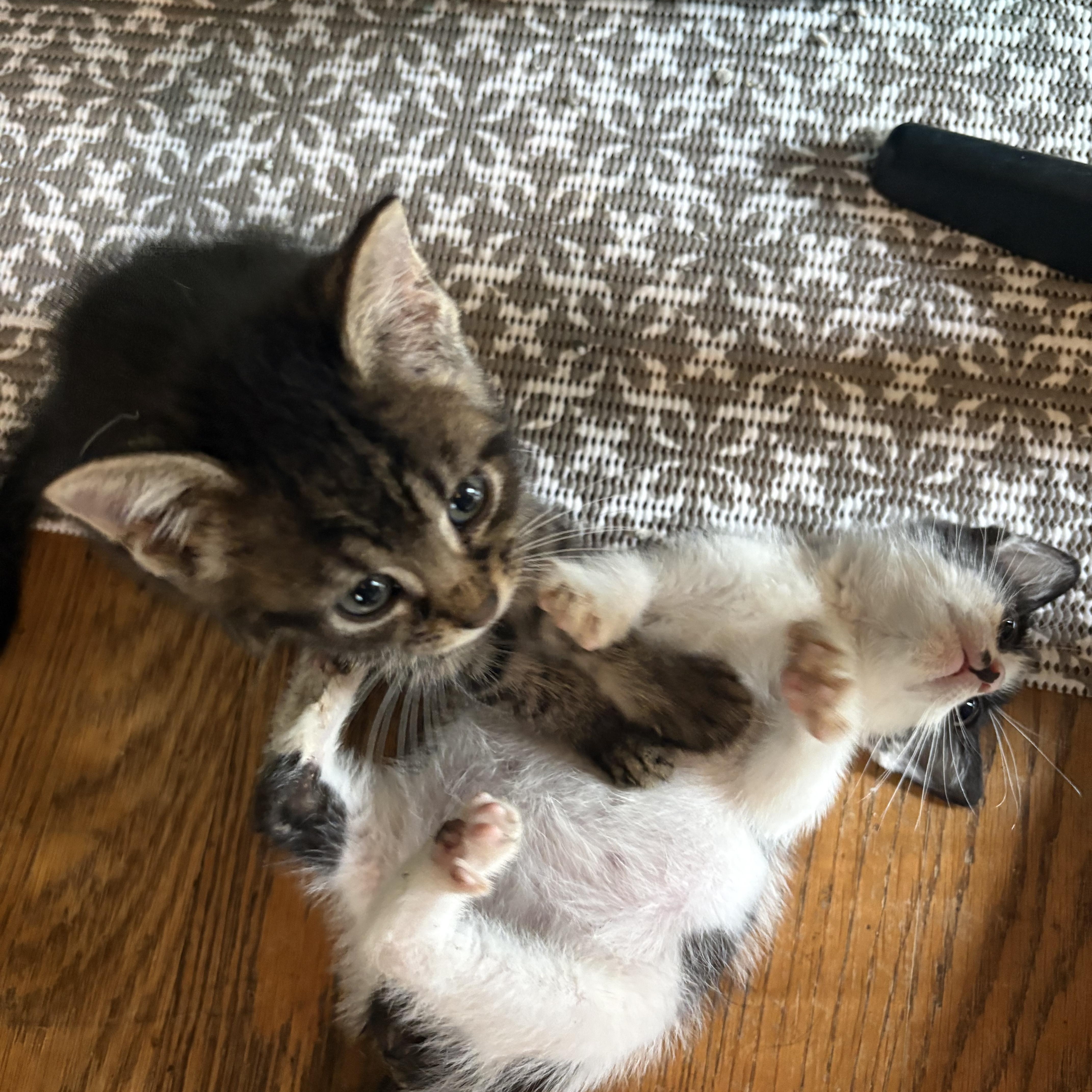 A baby medium-sized male Domestic Short Hair cat named Smooch for adoption in GREENVILLE, NC