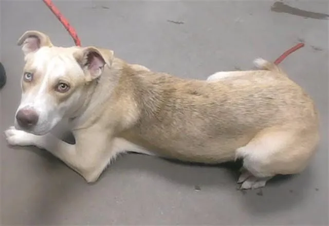 A young large-sized male Siberian Husky dog named Frye for adoption in Phoenix, AZ