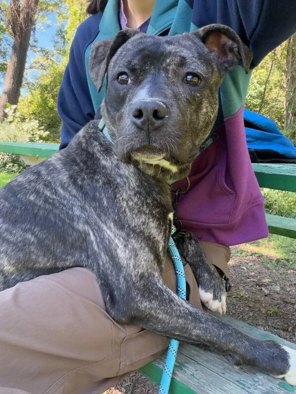 A young large-sized female Black Mixed Breed dog named Brindi for adoption in Cincinnati, OH
