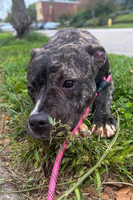 Brindi thumbnail 2