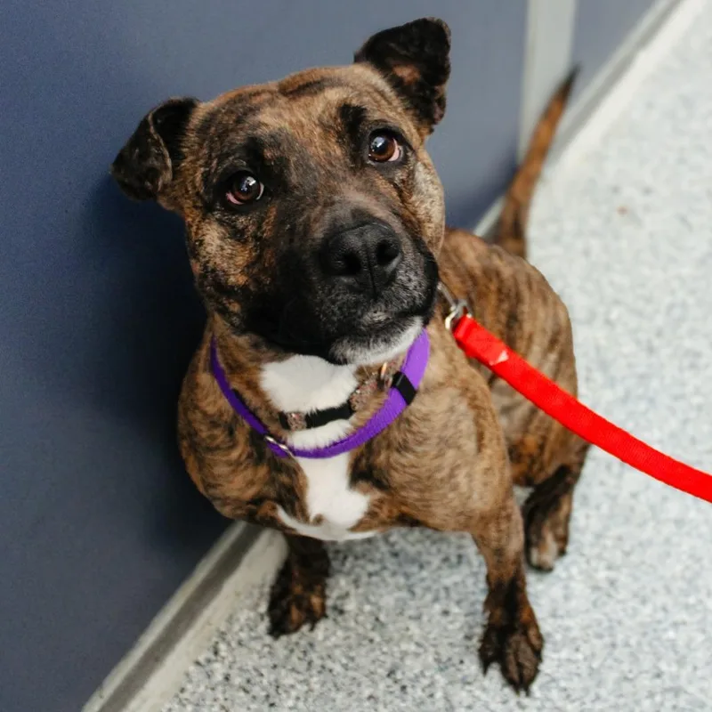 An adult medium-sized female Brindle Pit Bull Terrier dog named Athena for adoption in Great Falls, MT