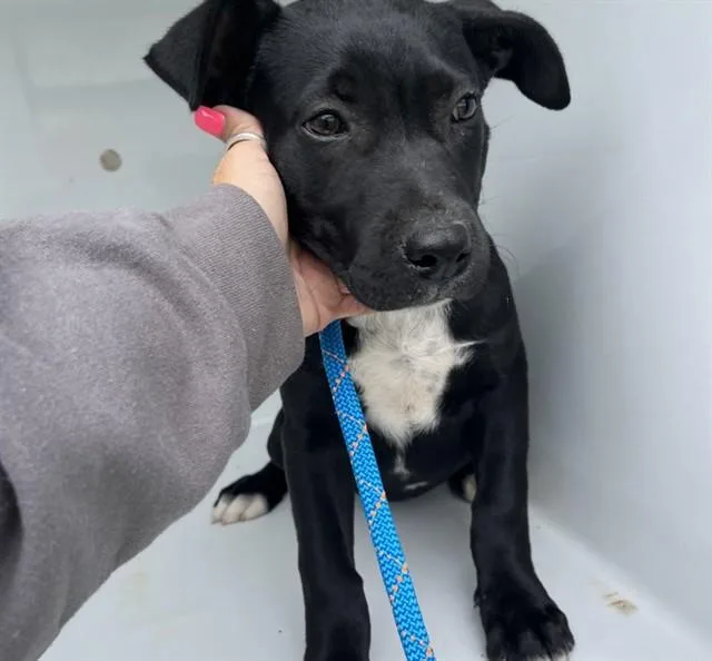 A baby small-sized female Pit Bull Terrier dog named Belle for adoption in Westminster, MD