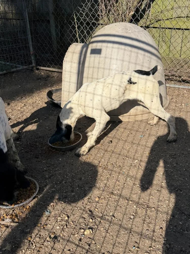 A young large-sized male Tricolor (Brown, Black, & White) Pointer dog named Bart for adoption in Crystal Springs, MS