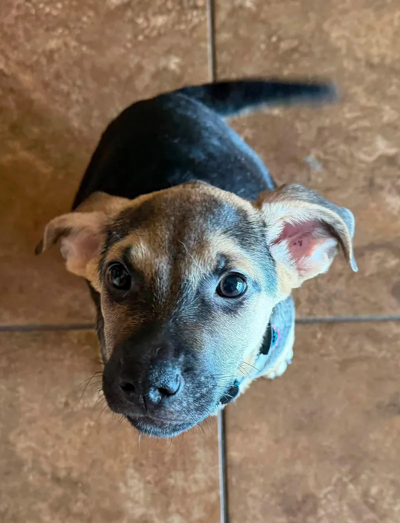 A baby medium-sized male Shepherd dog named Orson for adoption in Germantown, OH