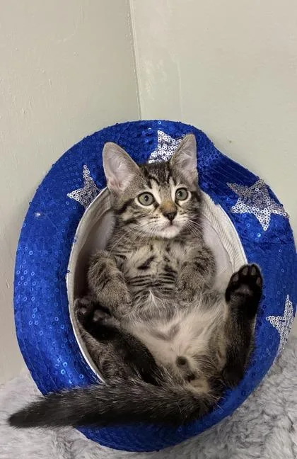 A baby medium-sized male Domestic Short Hair cat named Wrangler for adoption in Picayune, MS