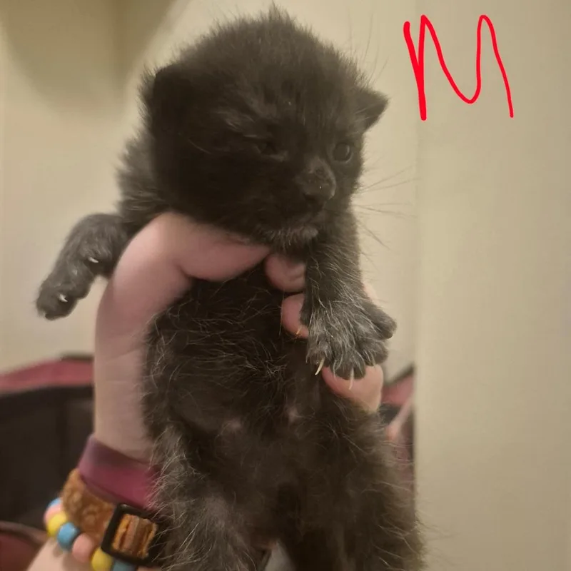 A baby small-sized male Black Domestic Short Hair cat named Fettuccini  Located in for adoption in Alexandria, VA
