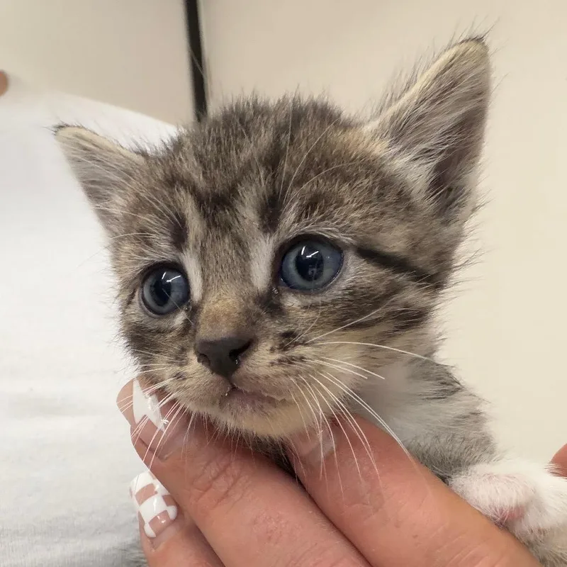 A baby small-sized female Gray / Blue / Silver Domestic Short Hair cat named Marilyn for adoption in Lake Jackson, TX