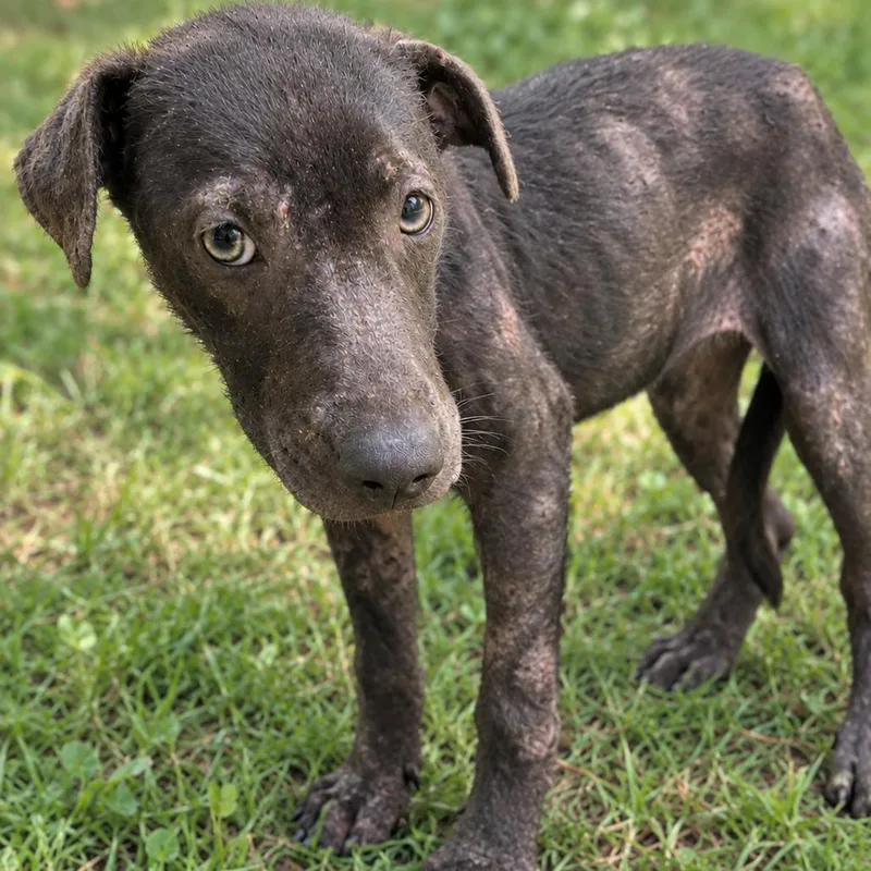 A young medium-sized female Black Labrador Retriever dog named Duffy for adoption in Guntersville, AL