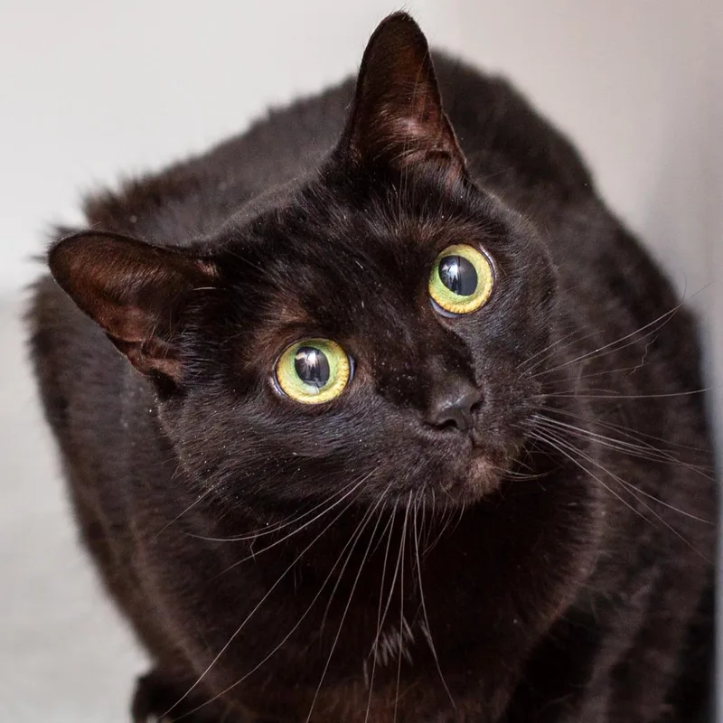 Moto Moto thumbnail 2