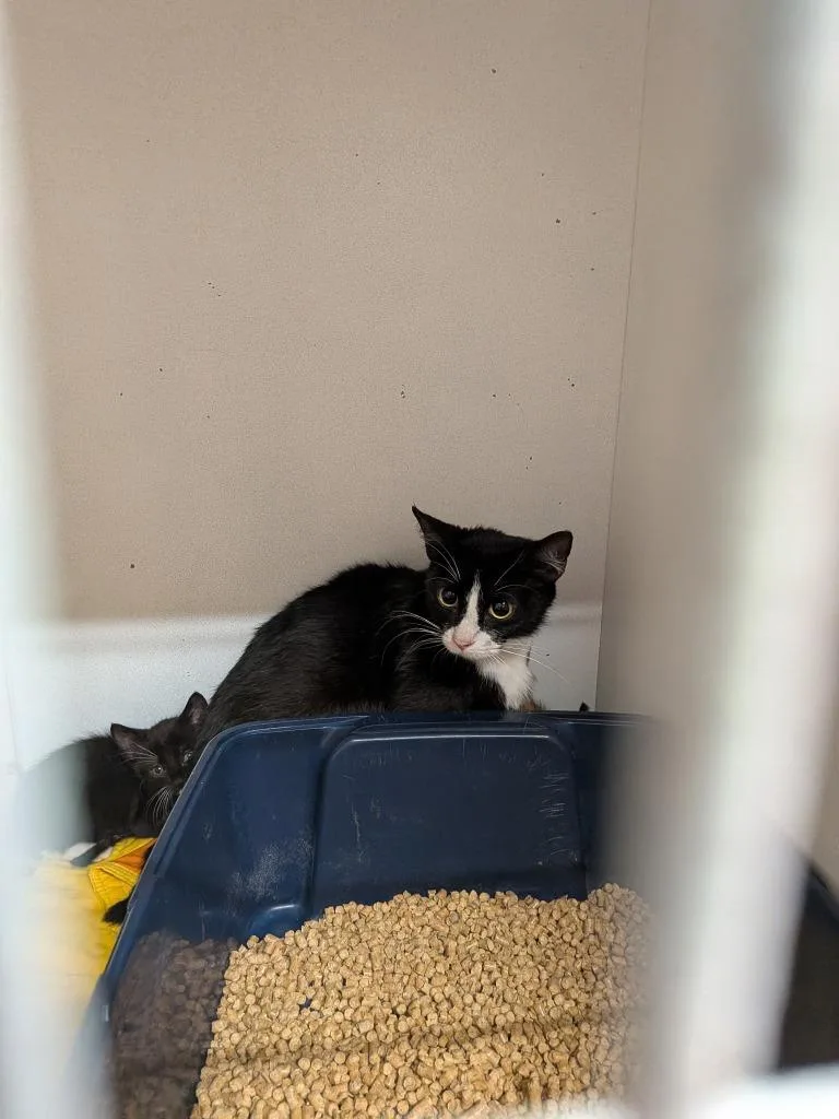 A young large-sized female Domestic Short Hair cat named Oakley for adoption in Huntsville, TX