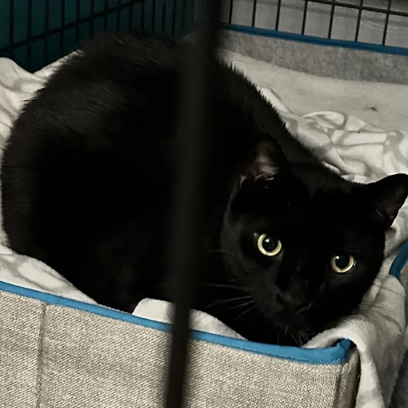 An adult small-sized male Black Domestic Short Hair cat named Licorice for adoption in Irwin, PA