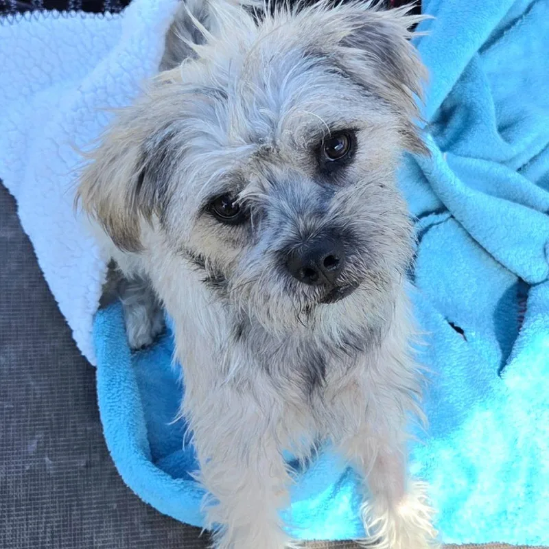 A young small-sized male White / Cream Standard Schnauzer dog named Taz for adoption in San Pablo, CA