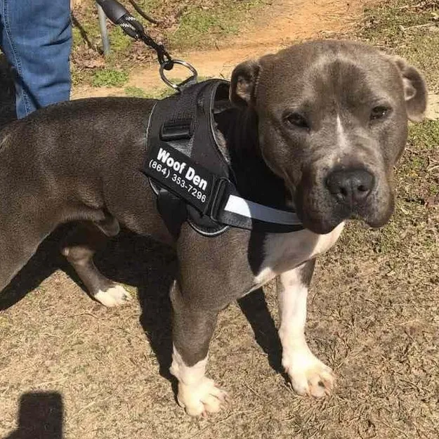 Cheeseburger thumbnail 2