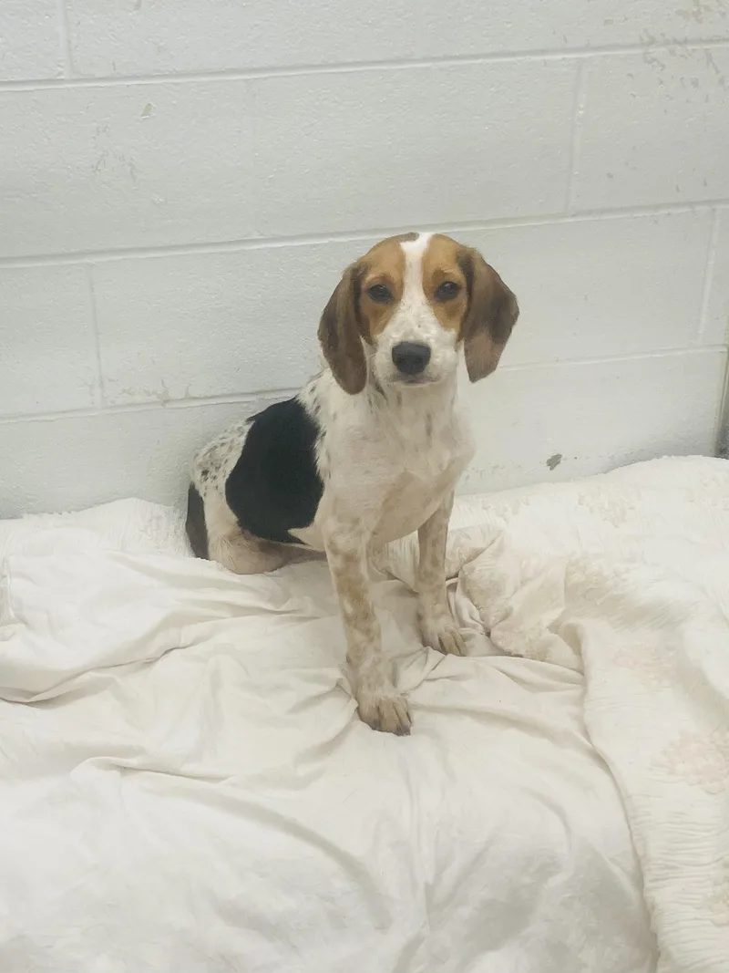 A young medium-sized female Beagle dog named Bailey for adoption in Ashland, VA