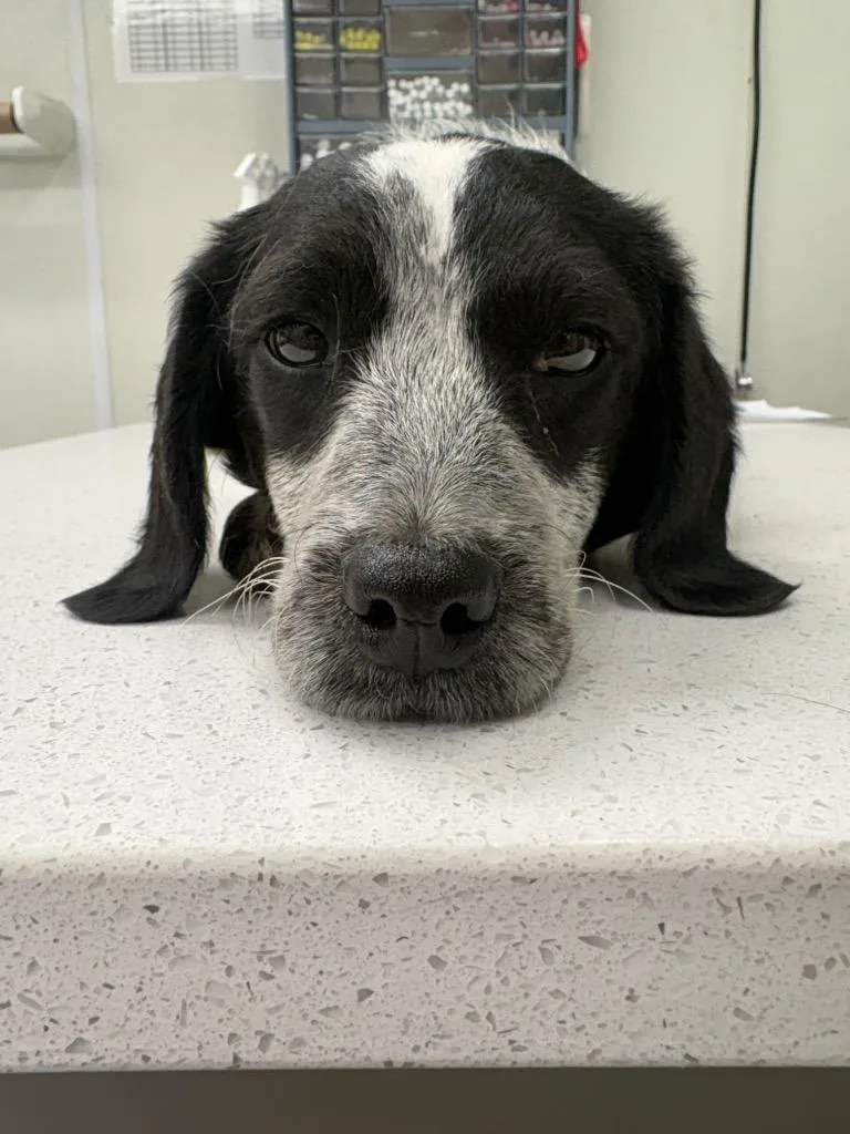 A baby medium-sized female Poodle dog named Juniper for adoption in Findlay, OH