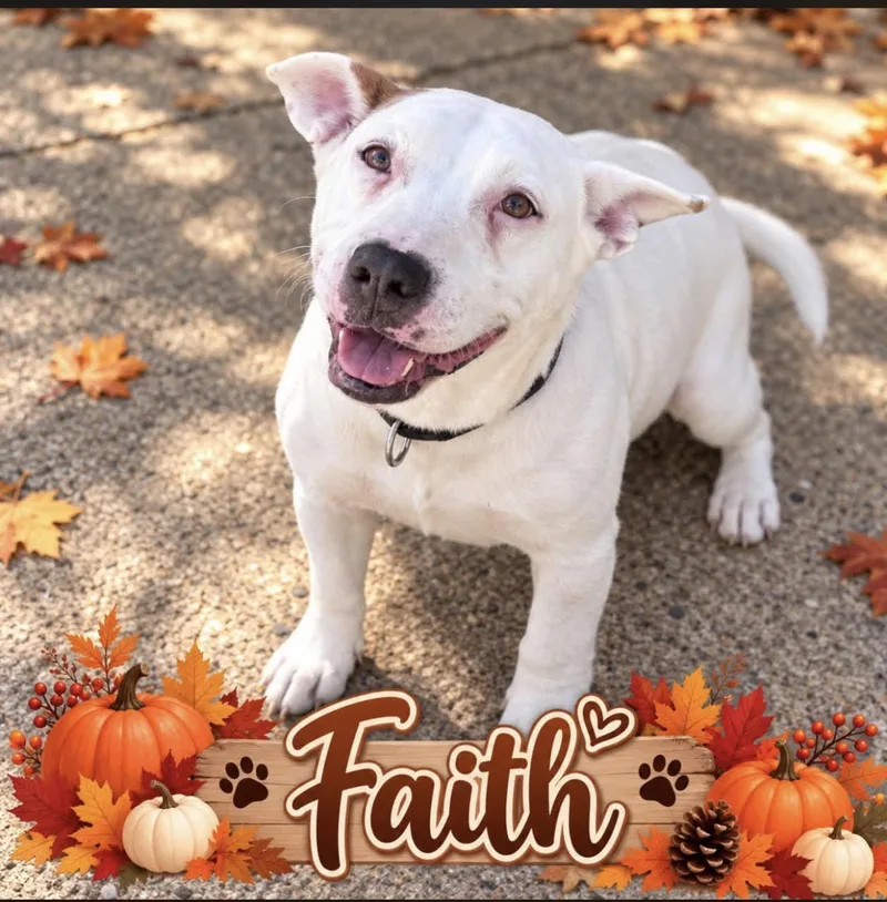 A senior medium-sized female White / Cream Pit Bull Terrier dog named Faith for adoption in Dallas, TX