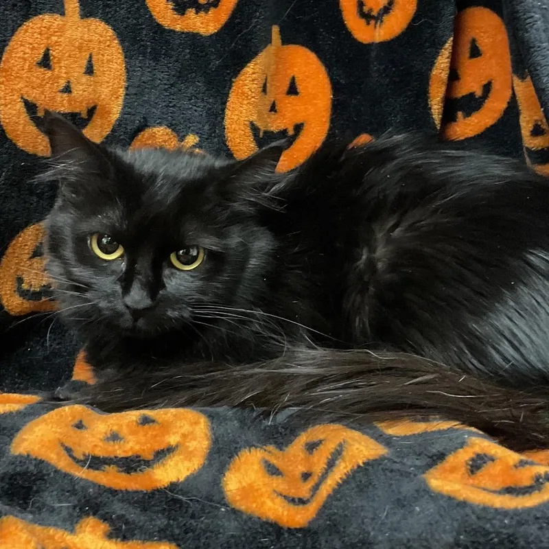 A young medium-sized female Domestic Medium Hair cat named Black for adoption in Henderson, NV