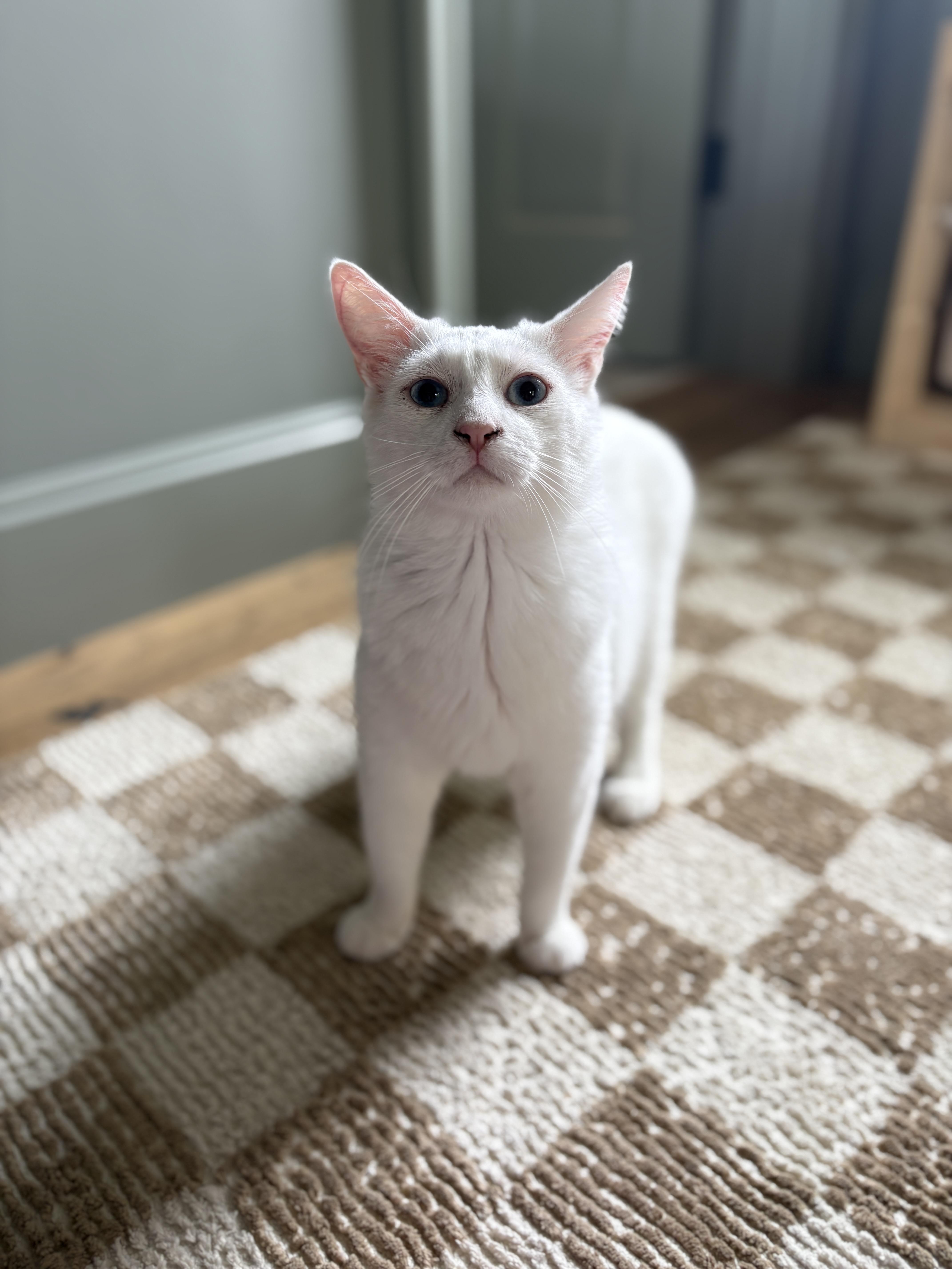 Timothy