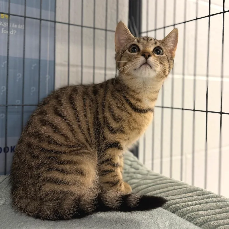 A baby small-sized female Brown / Chocolate Domestic Short Hair cat named Cookie for adoption in Marshall, VA
