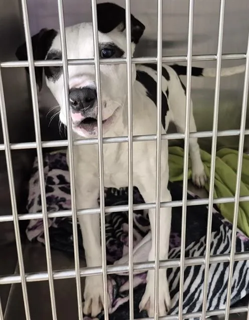 A baby small-sized female Pit Bull Terrier dog named Ke$ha for adoption in Decatur, IL