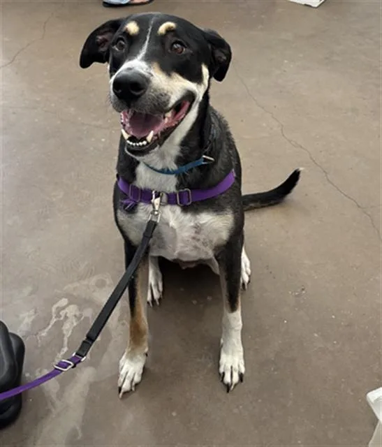 An adult small-sized male Mixed Breed dog named Koda for adoption in Dallas, TX