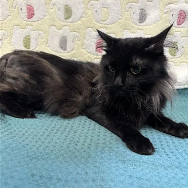 A young medium-sized female Black Domestic Medium Hair cat named Neverita for adoption in Long Beach, CA