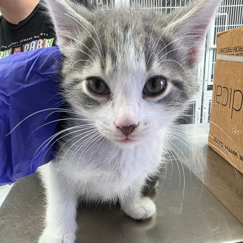 A baby small-sized male Gray / Blue / Silver Domestic Short Hair cat named Flim for adoption in Duncan, OK