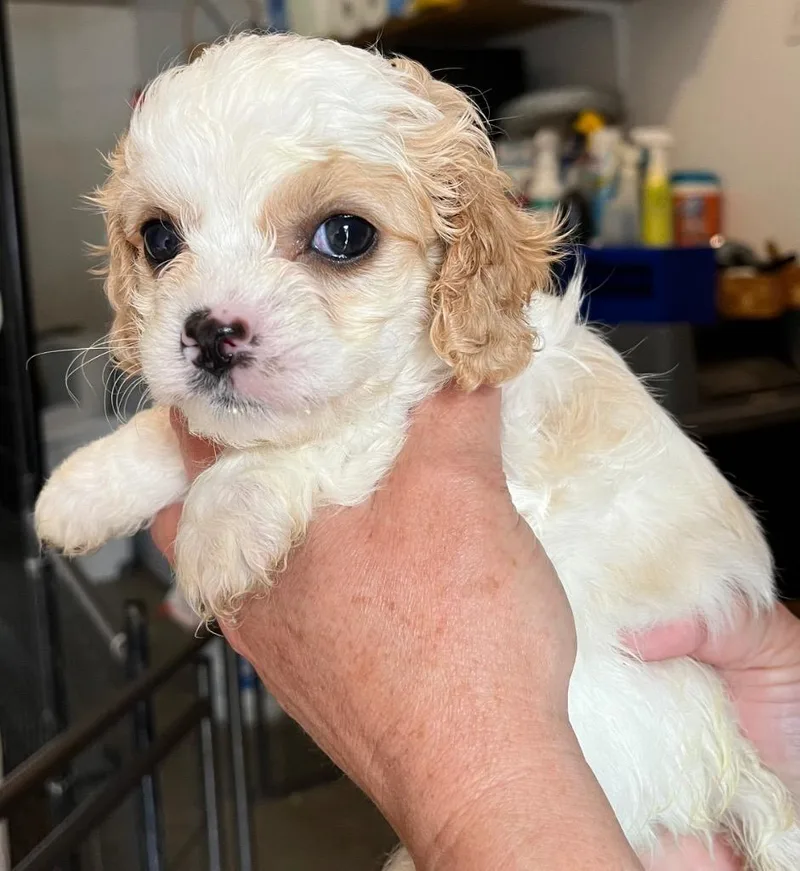 A baby small-sized female Poodle dog named Nonna for adoption in Thompson Falls, MT