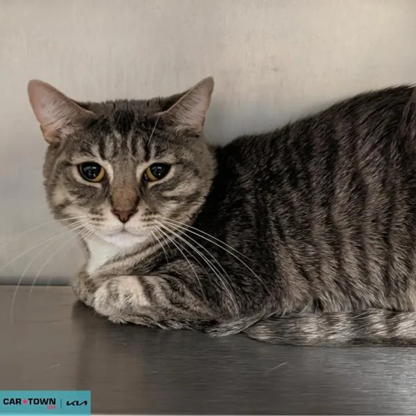 Snowball thumbnail 2