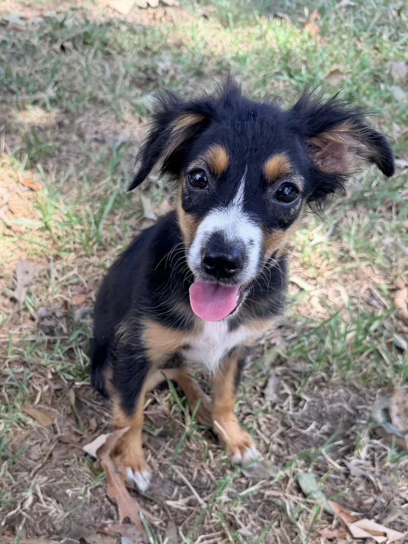 A young medium-sized female Tricolor (Brown, Black, & White) Australian Shepherd dog named Camilla for adoption in Baker, LA