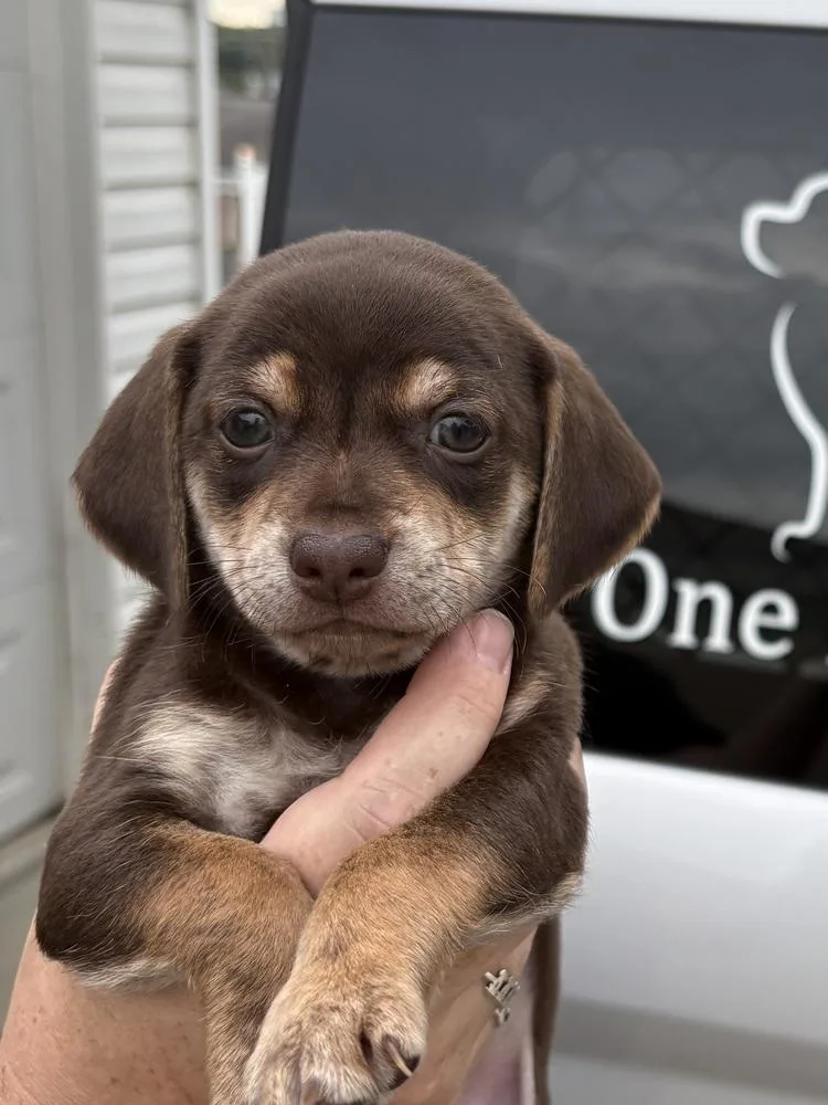 A baby small-sized male Chihuahua dog named Java for adoption in Irwin, PA