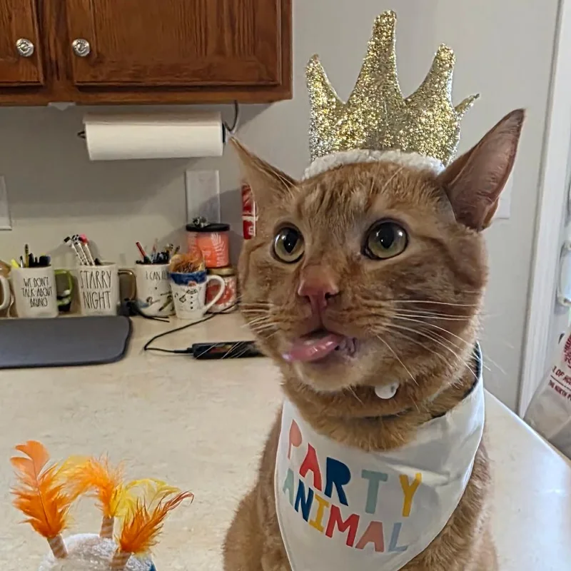An adult small-sized male Orange / Red Domestic Short Hair cat named Lasagna for adoption in Bristol, IN