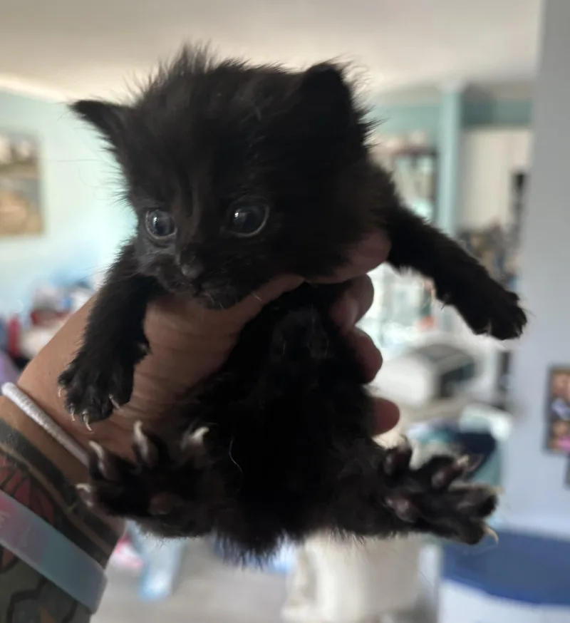 A baby medium-sized female Domestic Short Hair cat named Lilo for adoption in GREENVILLE, NC