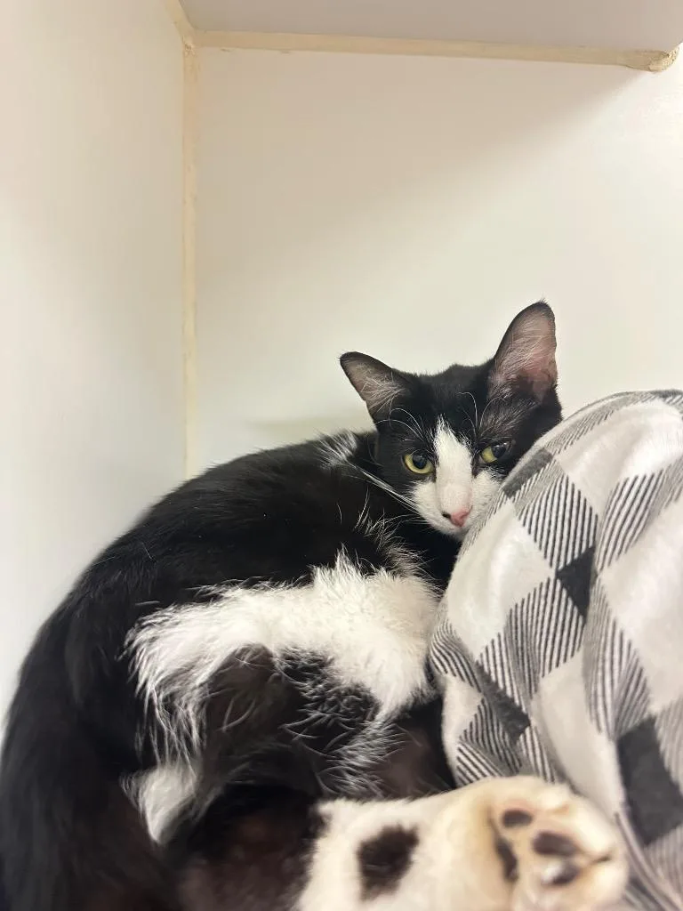 A young medium-sized female Domestic Short Hair cat named DaisyPP for adoption in Johnson City, TN