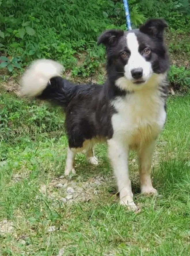An adult small-sized female Border Collie dog named Shelly for adoption in Ringwood, NJ