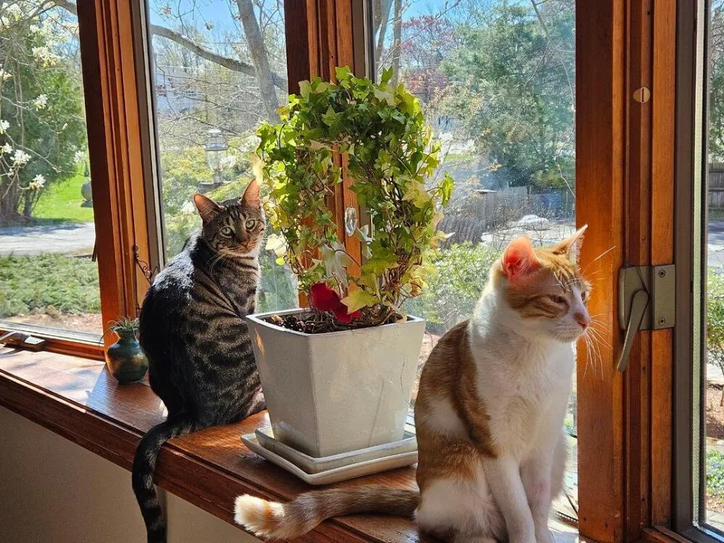 A young medium-sized male Orange & White Domestic Short Hair cat named Superfly for adoption in Hudson, NH