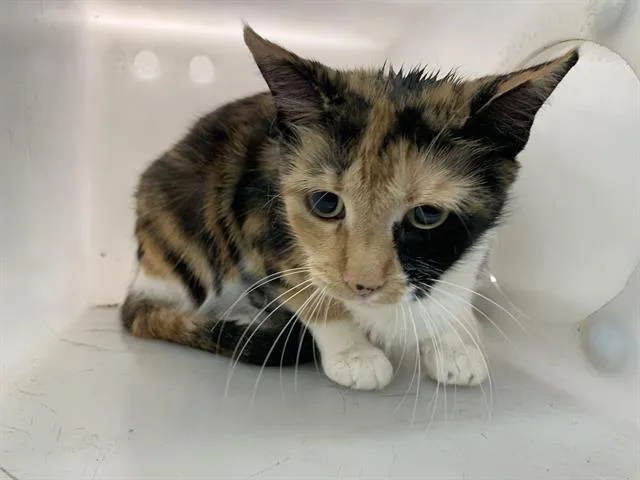 An adult large-sized female Domestic Short Hair cat named Cali for adoption in Grand Prairie, TX