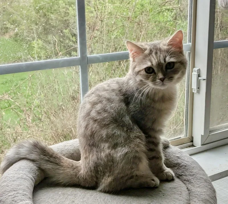 A baby medium-sized female Gray / Blue / Silver British Shorthair cat named Sylvie for adoption in Huntley, IL