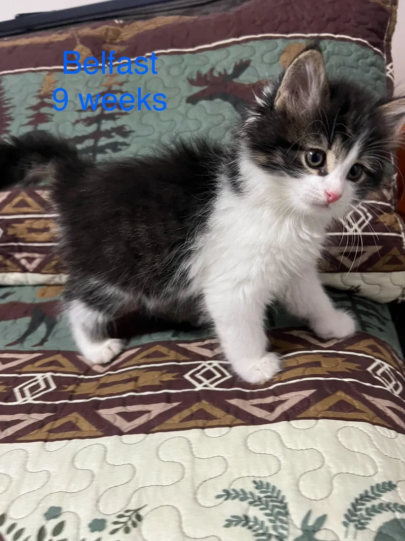 A baby small-sized male Tabby (Brown / Chocolate) Domestic Long Hair cat named Belfast for adoption in Davisburg, MI
