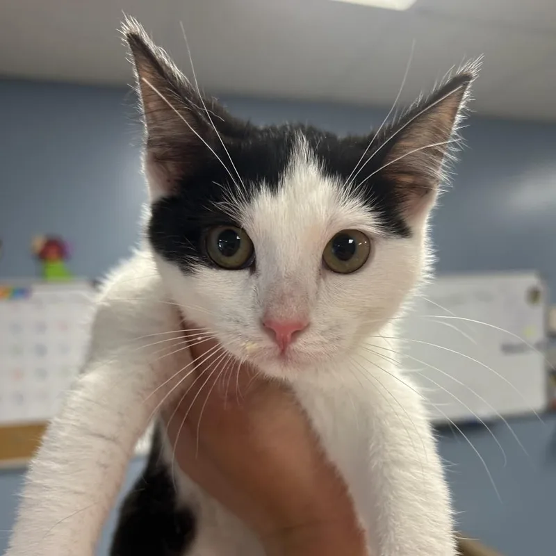A baby small-sized female White Domestic Short Hair cat named Bumble for adoption in St Joseph, MO