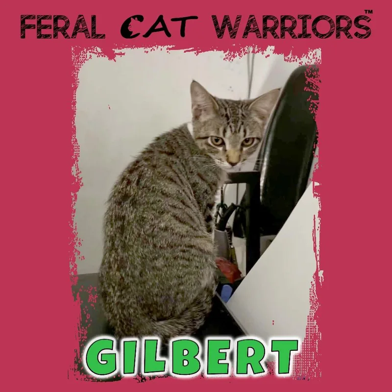 A baby small-sized male Gray / Blue / Silver Domestic Short Hair cat named Gilbert for adoption in Kingman, AZ
